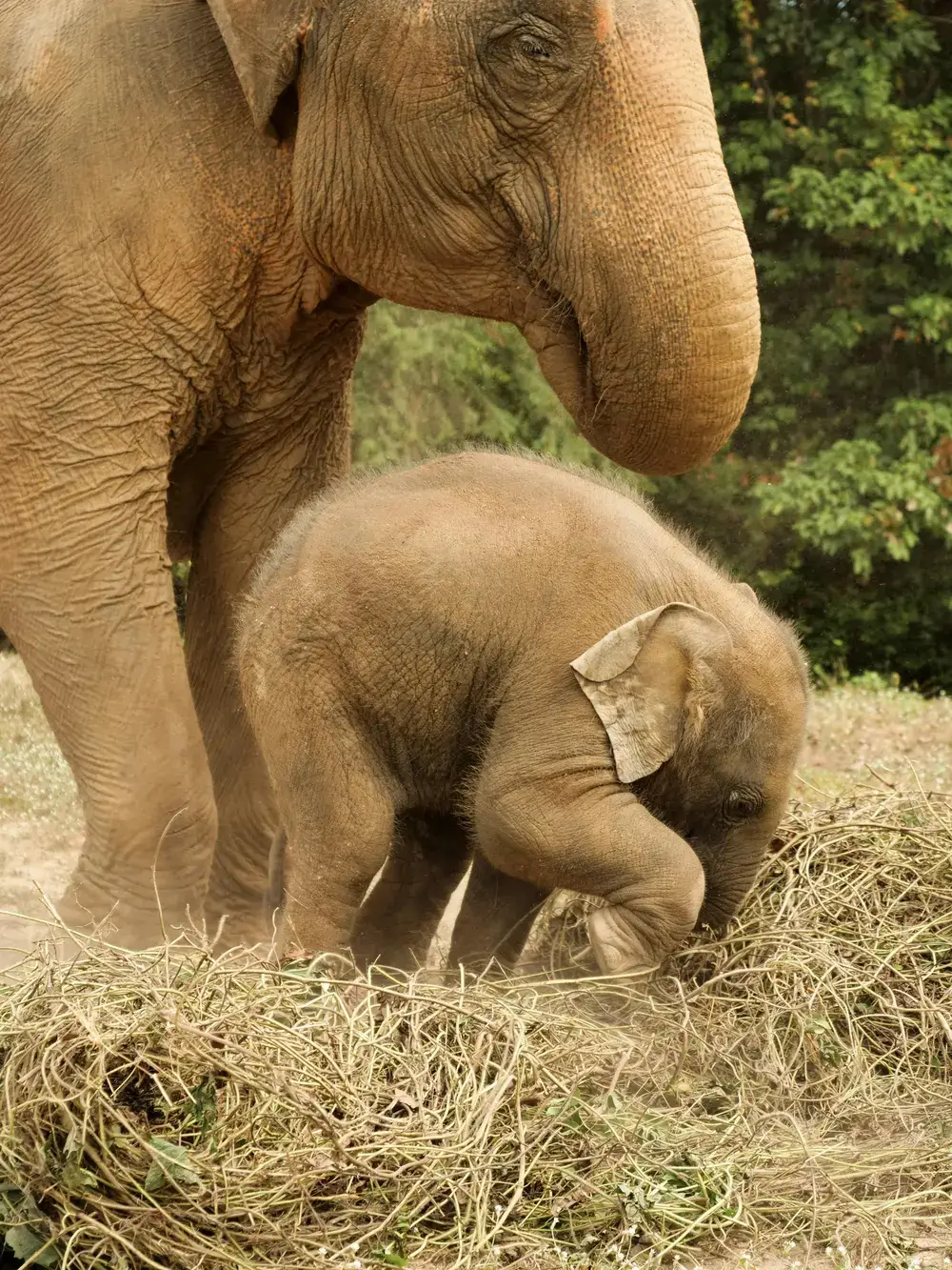 Chiang Mai Thailand elefant